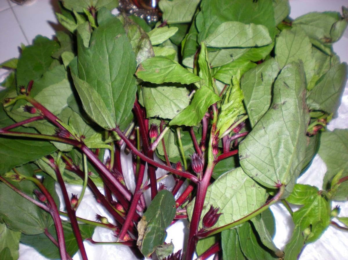 Indian Sorrel Seeds for Planting, Fast Germination & High Yield, Hardy & Nutrient-Rich, Ideal for Home Garden, Pots & Outdoor Growing, Easy to Cultivate & Low Maintenance, Thrives in All Climates