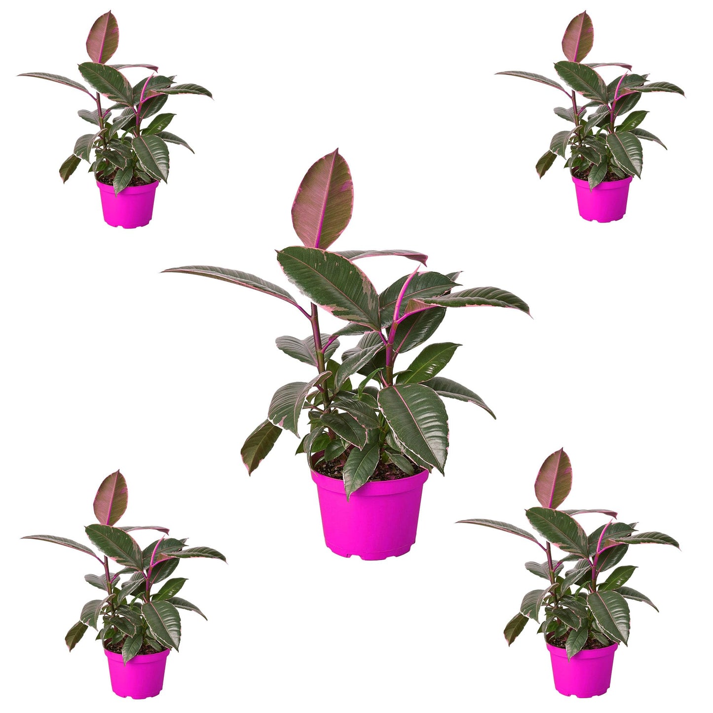 5 Pack Ficus Elastica 'Tineke' in 6in Pot - Live Plants Tropical Houseplants | Variegated | USA Growers | The Snobby Leaf