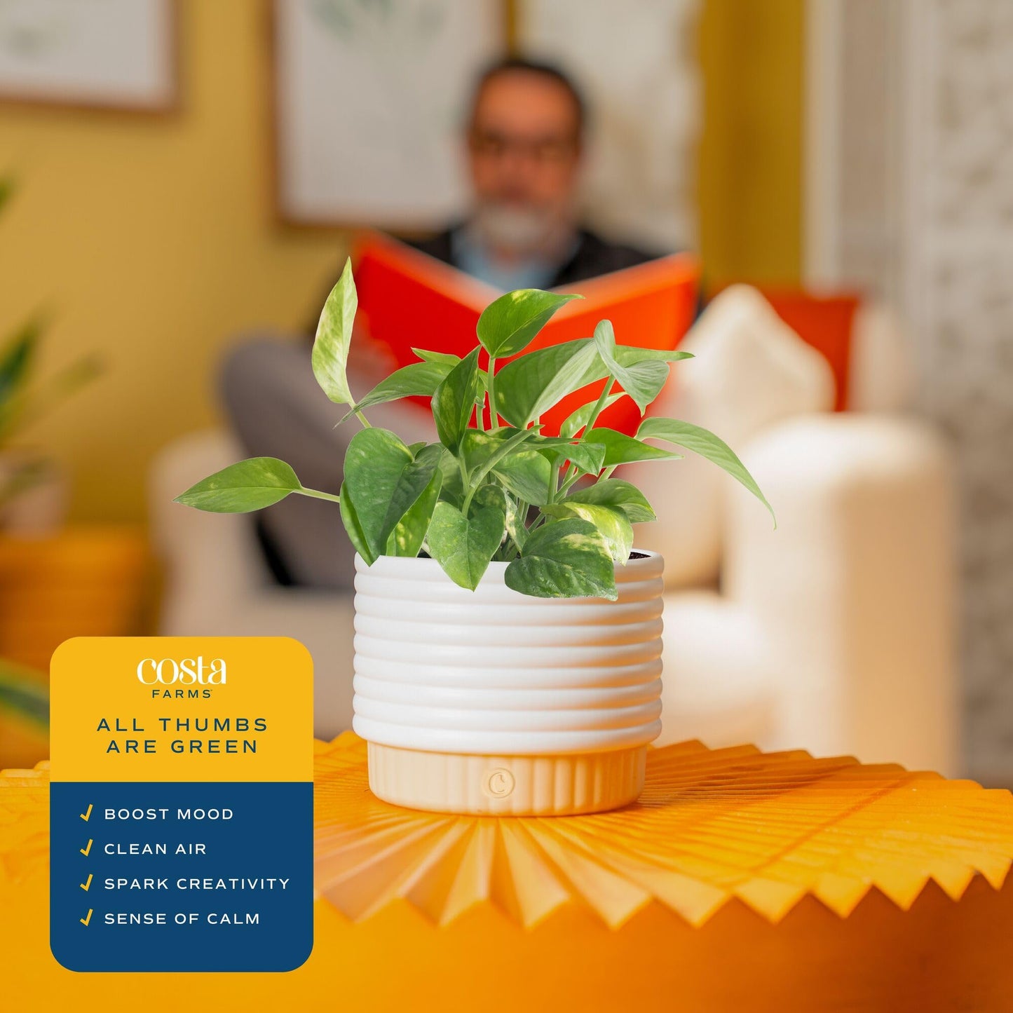 Costa Farms Live Indoor House Plants (2-Pack), Hand Selected Easy to Maintain Indoor Assorted Houseplants in Plant Pots, Curated Air Purifying Mix, Low Light, Home Office Decor Plant Gift