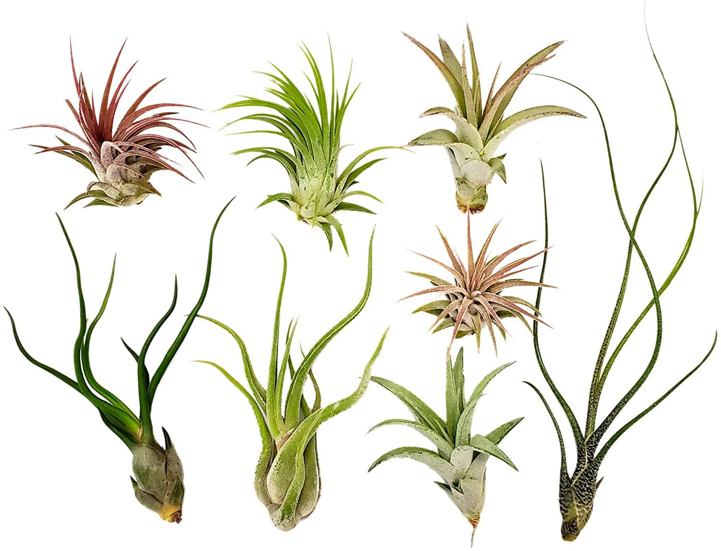 It Blooms - Live Air Plants - 8 Pack Assorted Tillandsia Collection - Easy Care Indoor Houseplants with 30 Day Guarantee