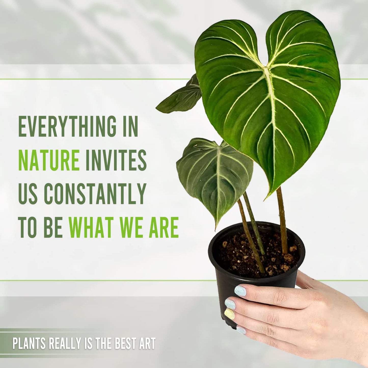 LEAL PLANTS ECUADOR Philodendron Gloriosum Zebra (Pack of 2)| Exotic Live Green Houseplant with Striking Foliage |Low Maintenance Air Purifying Elephant Ear Plant