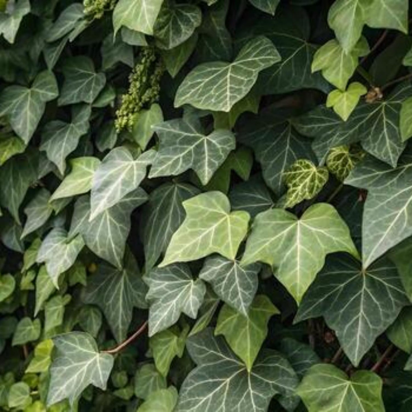 Trailing English Ivy Live Plant, Hardy Ivy Plants in 4" Pot, Climbing Plants Outdoor Garden, Easy Care House Plant (Green)