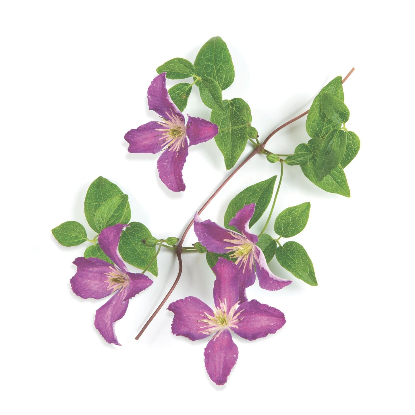 Proven Winners Jolly Good Clematis (Clematis) Live Plant, 4.5" Qt, 4 Pack