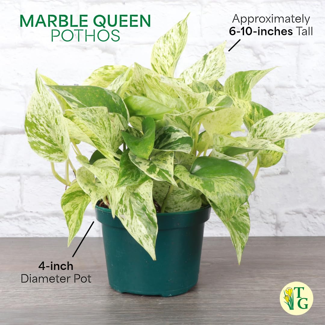 Thorsen's Greenhouse Marble Queen Pothos, Live Indoor Plant, Easy to Grow, Rare Variegated Houseplant, Natural Air Purifier, 6-inch Diameter Pot (Navy)