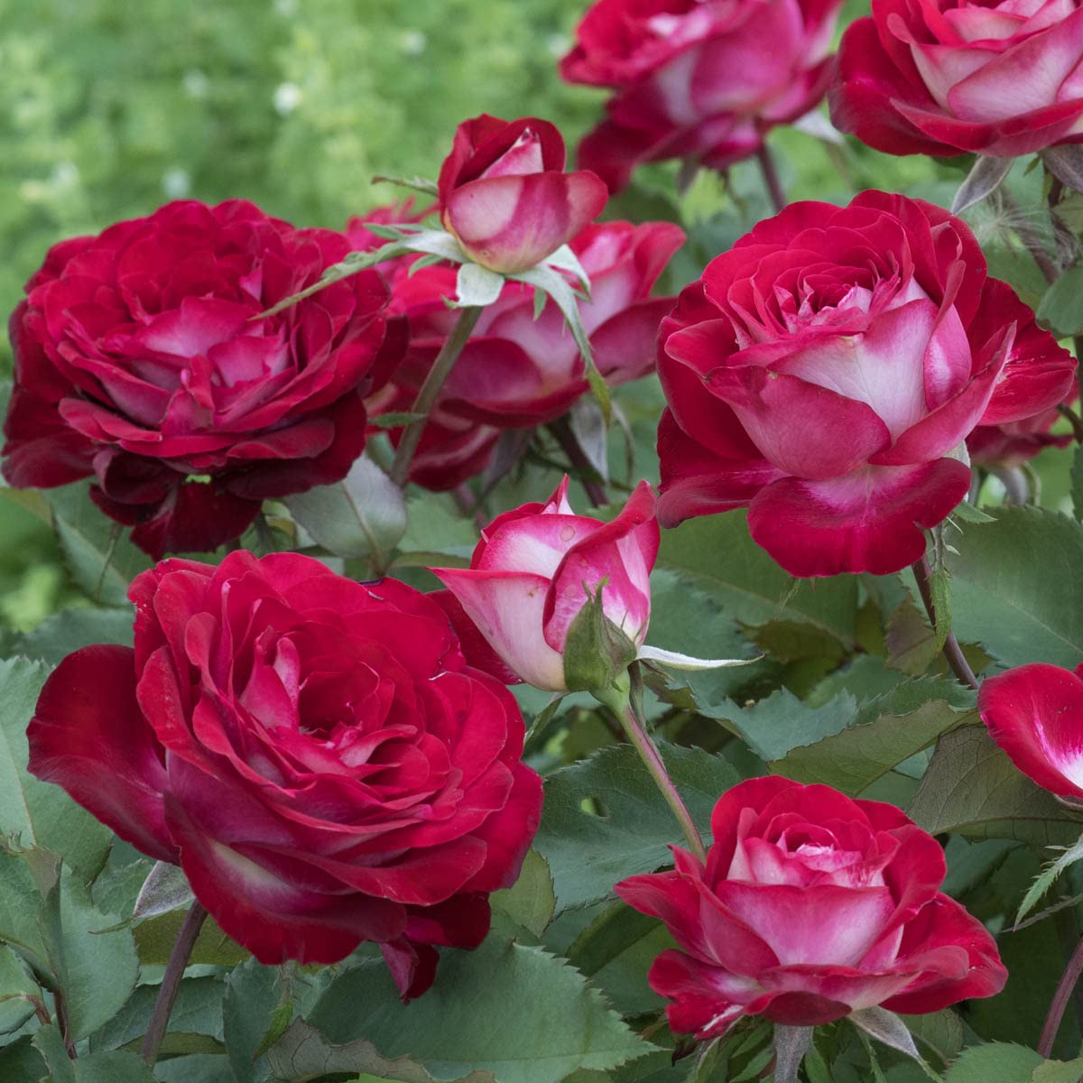 BRECK'S - Love at First Sight Dormant Bare Root Hybrid Tea Rose, Includes one Plant per Order