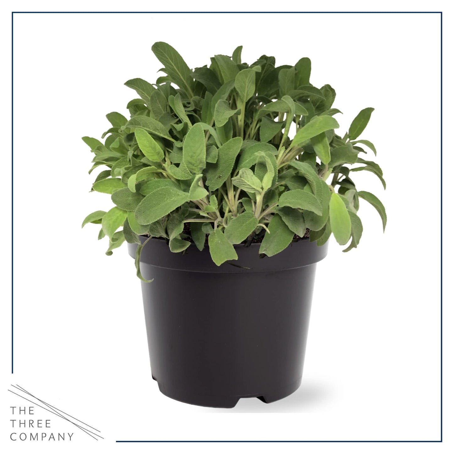 Live Aromatic and Edible Herbs - Assorted Varieties (4 Per Pack) - Lemon Verbena, Eucalyptus, Mint, Lavender - 6" Tall by 3" Wide in 1 Pint Pot