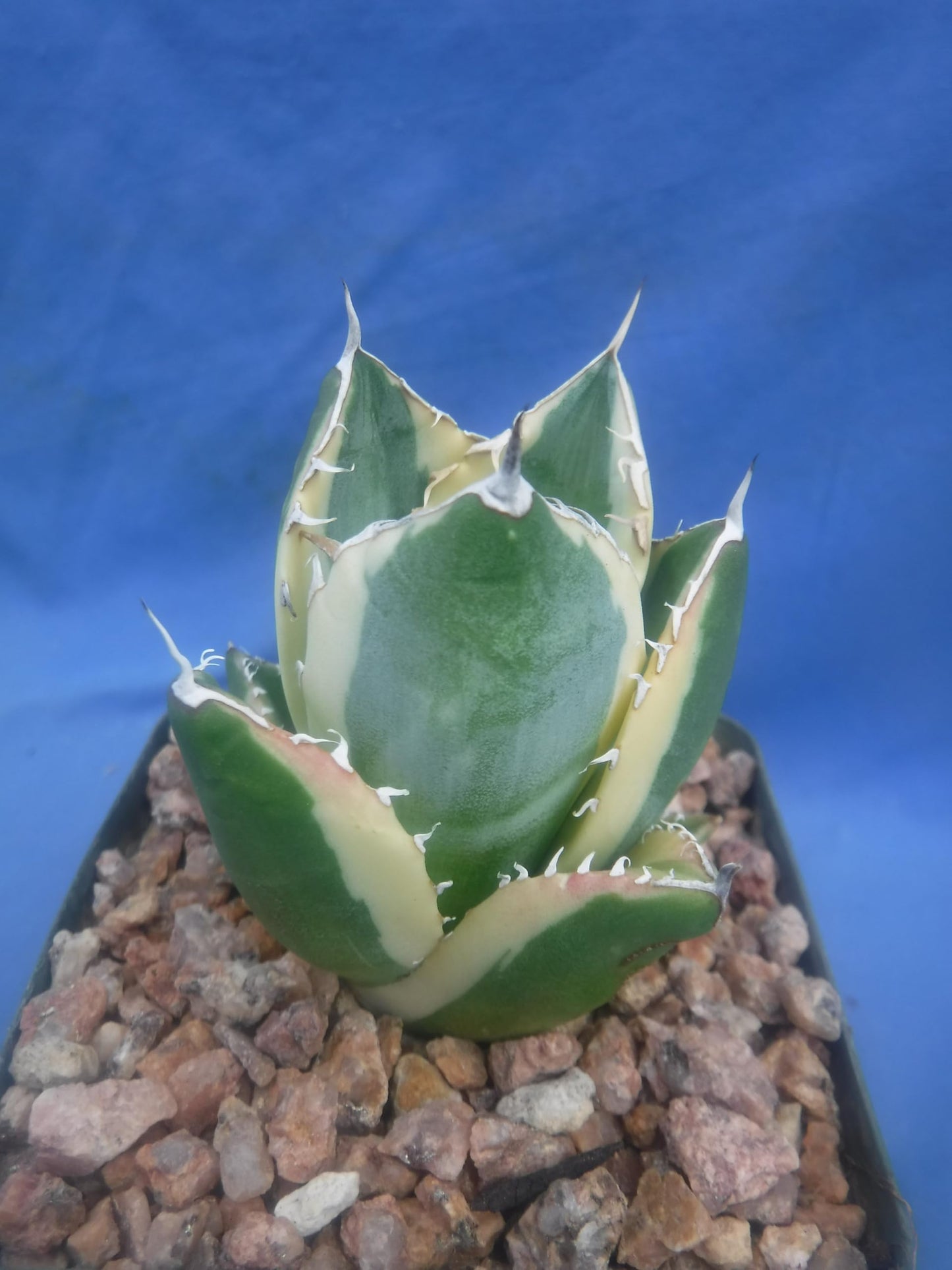 Agave Snaggle Tooth Beautiful Variegated Starter Plant! 2" to 3" Wide! Shipped Bare Root! No Pot or Soil!