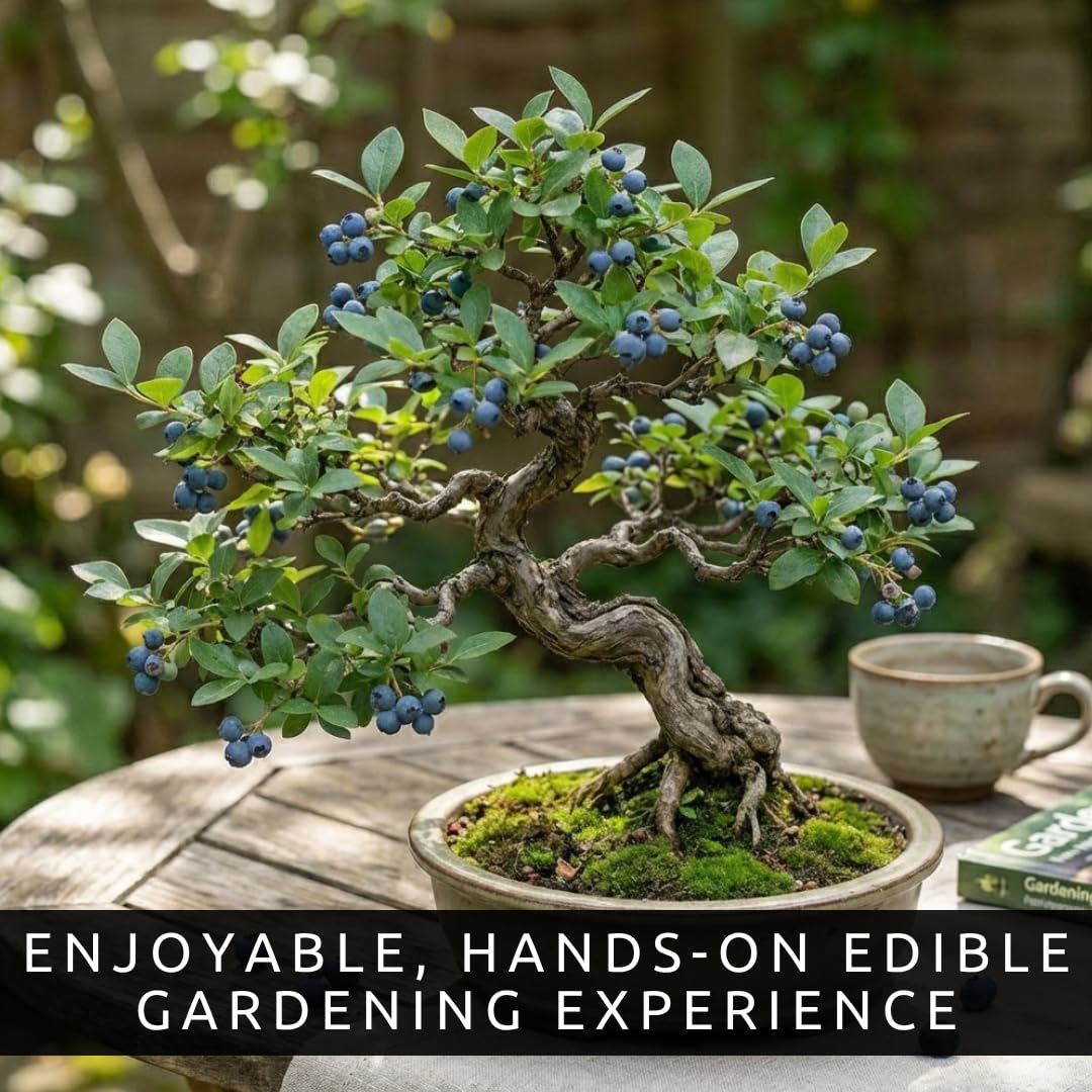 Blueberry Bonsai Tree Seedling – 1 Year Old Live Plant, Well Rooted Fruit Bearing Shrub for Container Growing, Edible Bonsai Starter for Patio, Indoor or Outdoor Gardening