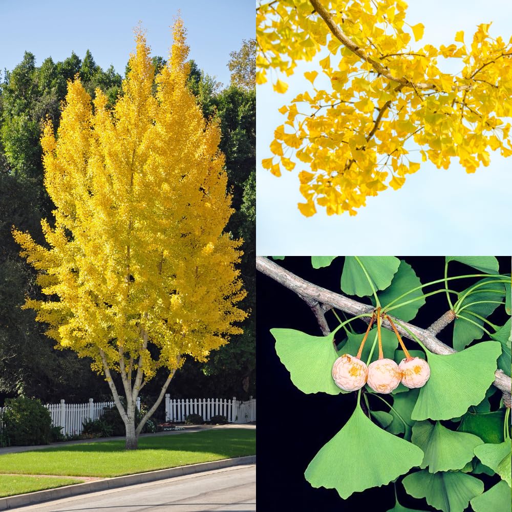 2 Ginkgo Trees Live Plants Seedlings, Hardy Ornamental Gingko Biloba Bare Roots 6-12'' Tall, Winter Dormant, Outdoor Planting