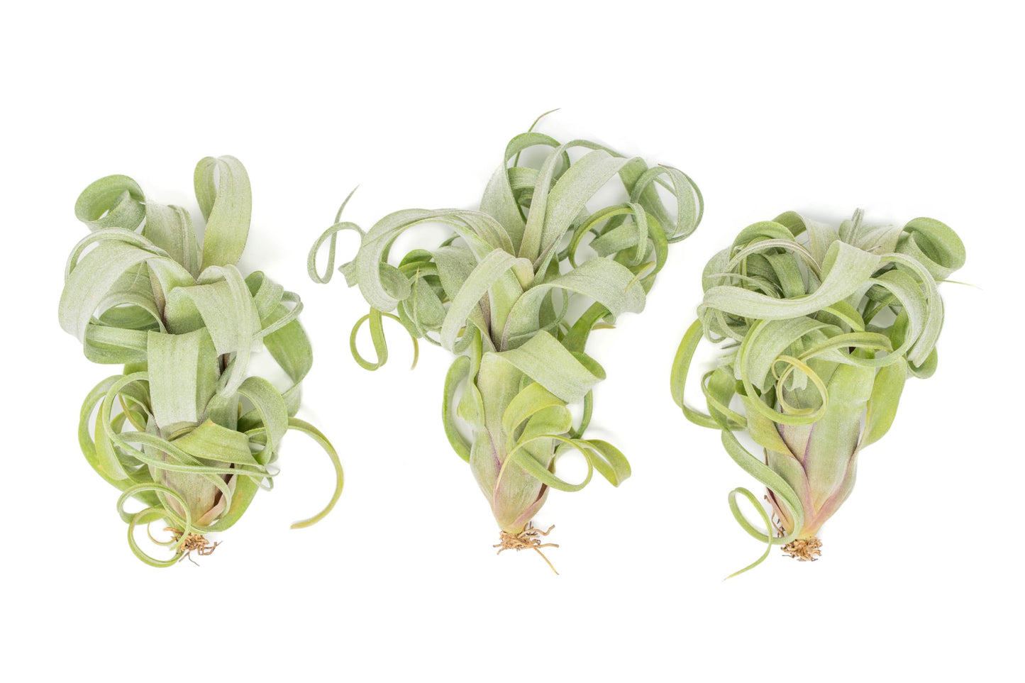 Air Plant Shop Tillandsia Curly Slim (T. Intermedia x T. Streptophylla) Air Plant - Succulents - Live Tillandsia - Easy Care Indoor and Outdoor House Plants (Pack of 1)