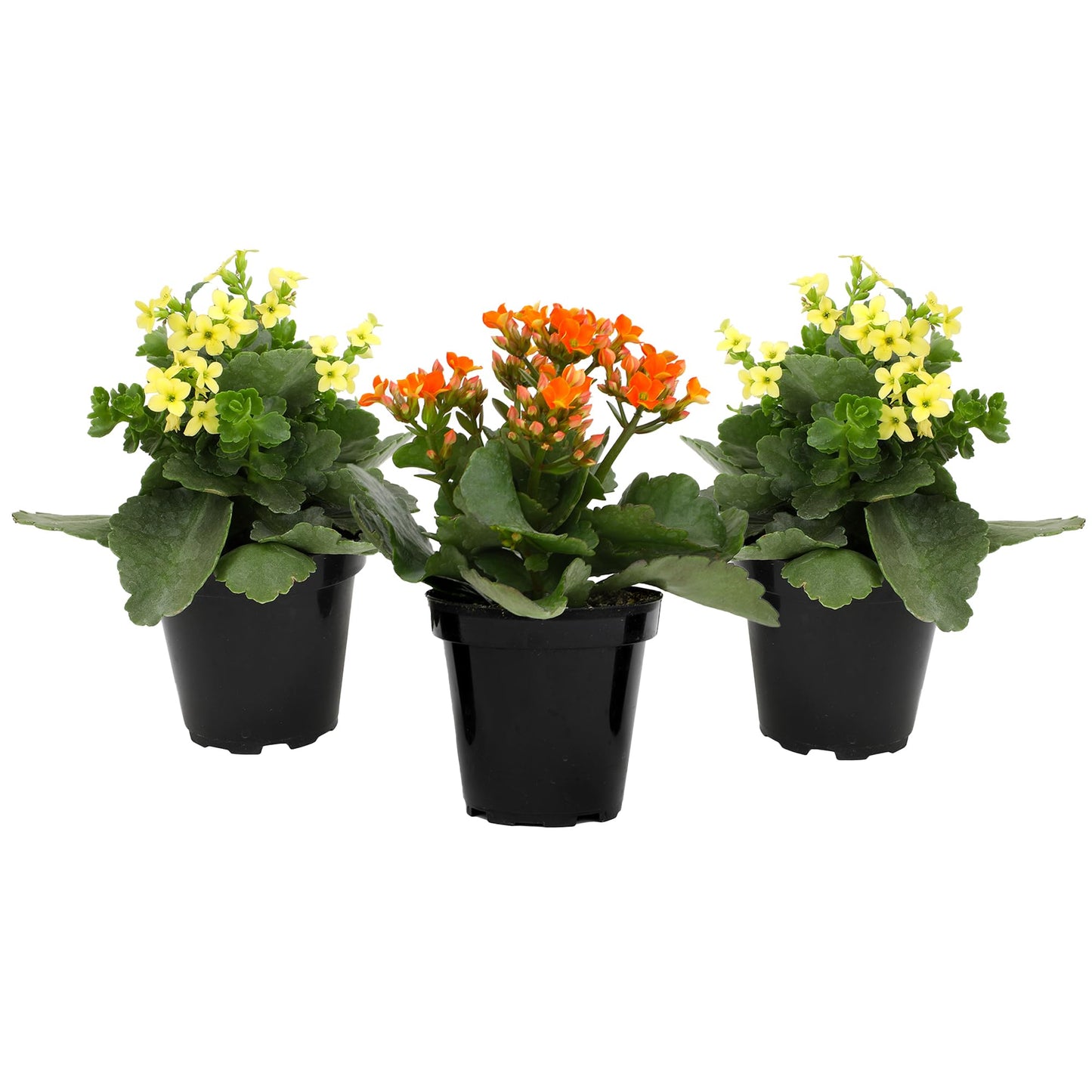 Florist Kalanchoe Live Succulent Plants (3 Pack), Flowering Flaming Katy Succulents, Easy Plant Care, Approx. 7 in. Tall, Drought-Tolerant Indoor Houseplants in 3.5 in Pots
