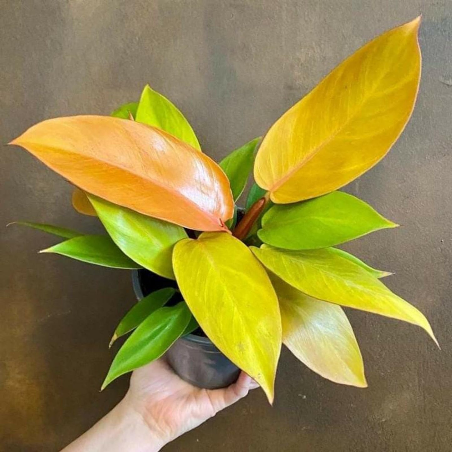 Philodendron Plant in 4 Inch Pot, Tropical Indoor Houseplant, Easy Care Foliage Plant for Home, Office, or Patio (Orange Philodendron)