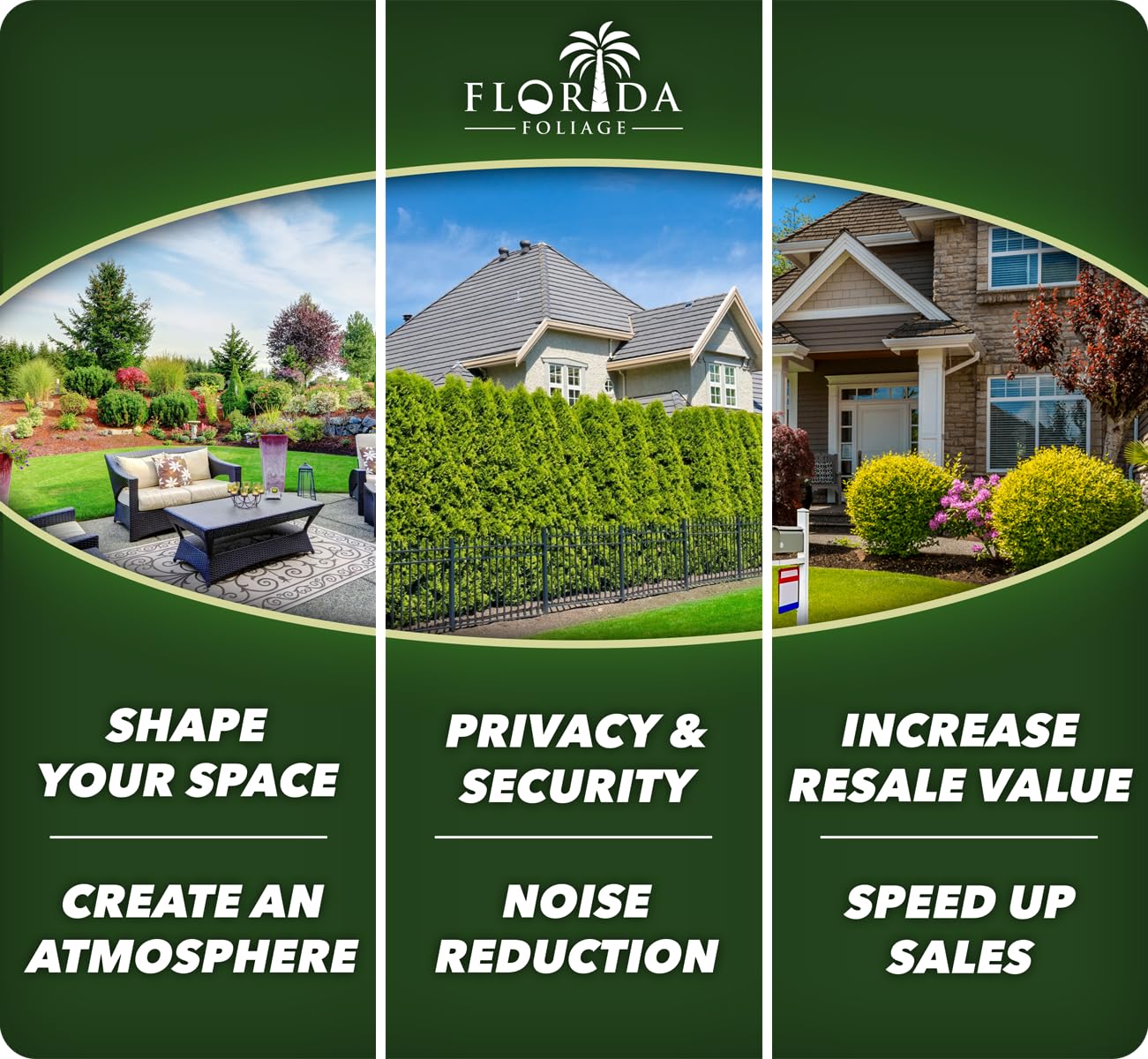 Green Sargent Juniper | 3 Live 4 Inch Pots | Juniperus Chinensis | Drought Tolerant Cold Hardy Evergreen Groundcover Plants