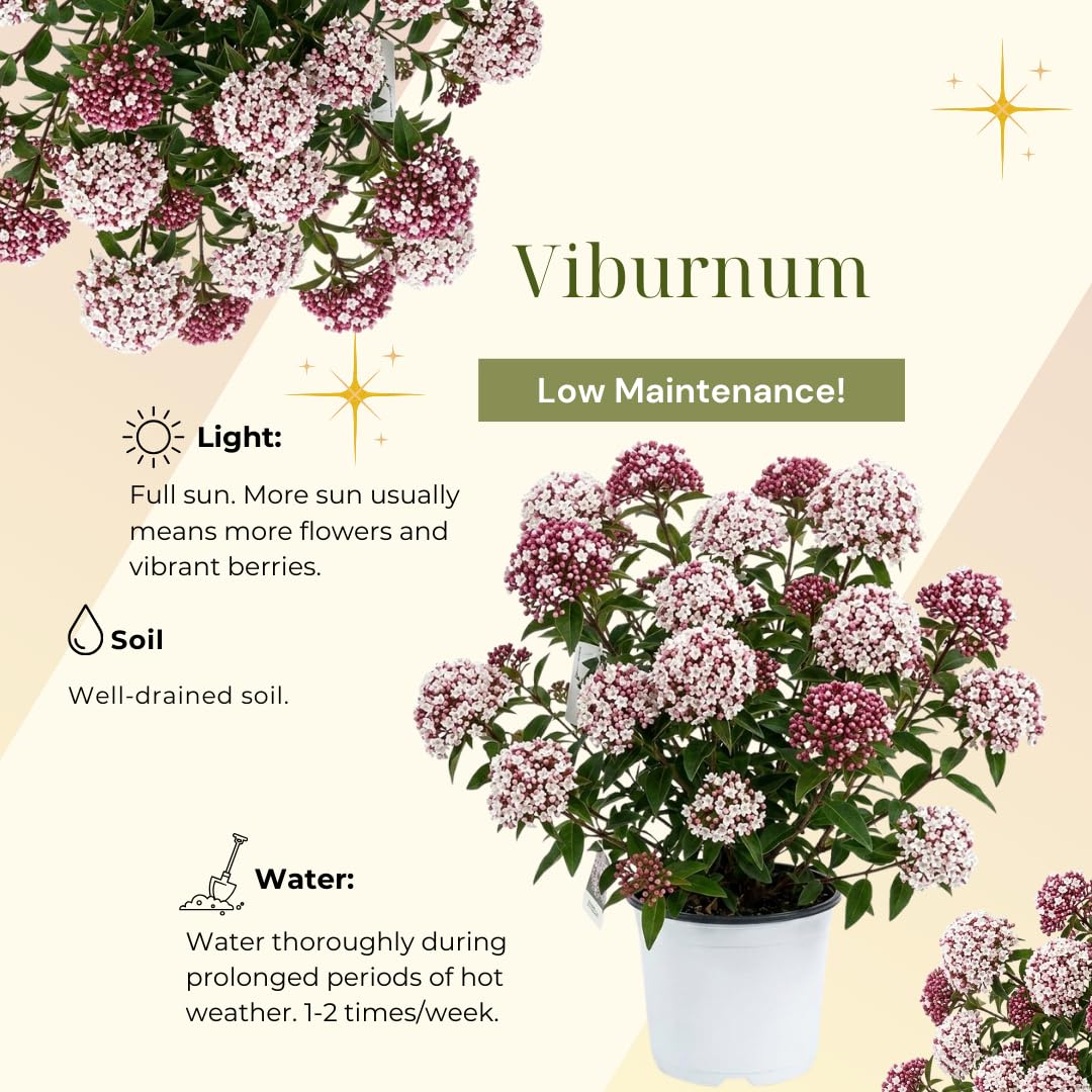 Viburnum Bush Plant Potted, Hardy Flowering Shrub, Rare Viburnum Plant for Outdoor Garden, Landscape, or Hedge, 4-6 Inches (Pink Viburnum)