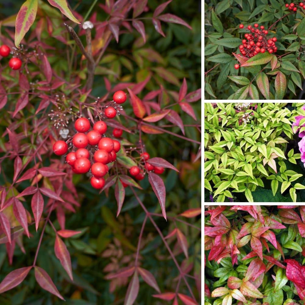 Dwarf Nandina Shrub, Ornamental Nandina Live Plant for Growing, Dormant in Winter (4 Inch)