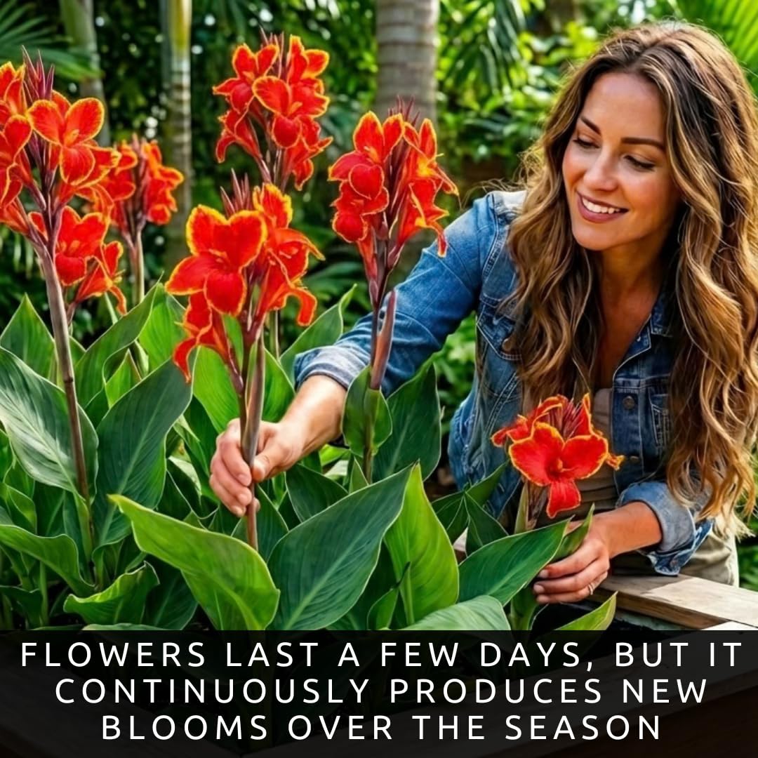 Lucifer Canna Lily Bulbs for Planting – Bright Red Flowers with Golden Yellow Edges – Tropical Summer Blooming Plants – Premium Canna Rhizomes (1 Bulb)