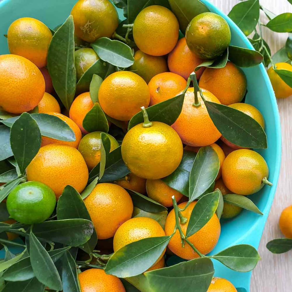 Calamansi Tree, Live Calamondin Citrus Fruit Plant in 5 Gallon Pot, Large Calamansi Kalamansi Tree for Planting Patio Garden