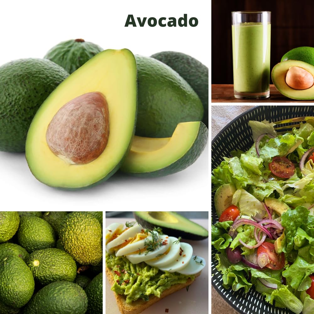 Dwarf Avocado Tree, Avocado Tree Live Plant, 6-12 Inc Tall, Sweet Tropical Fruit Trees for Indoor and Outdoor Planting