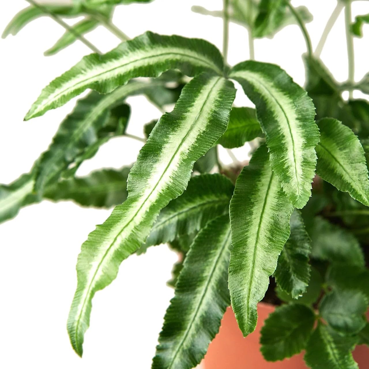 Pteris Cretica 'Albo Fern' | Live Plant for Indoor & Outdoor | for Living Room, Office, Bathroom | (6" Pot)