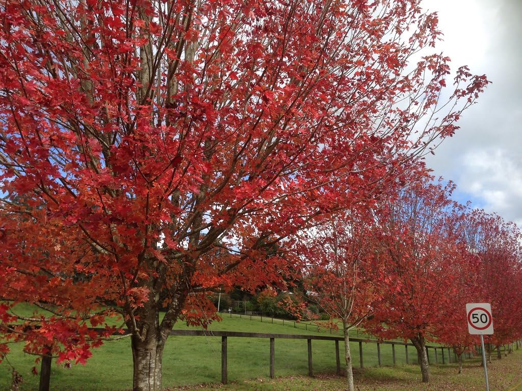 Large American Red Maple Shade Tree - Live Plant Shipped 5 to 6 Feet Tall by DAS Farms