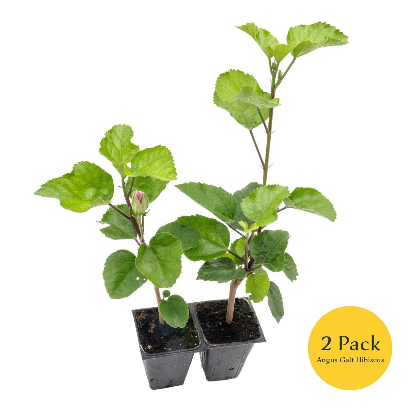 2 Angus Galt Hibiscus in 3.5" Nursery Cubes | Hibiscus ‘Angus Galt’ | Tropical Pink Flowering Shrub for Containers, Patios & Gardens | Live Starter Plants