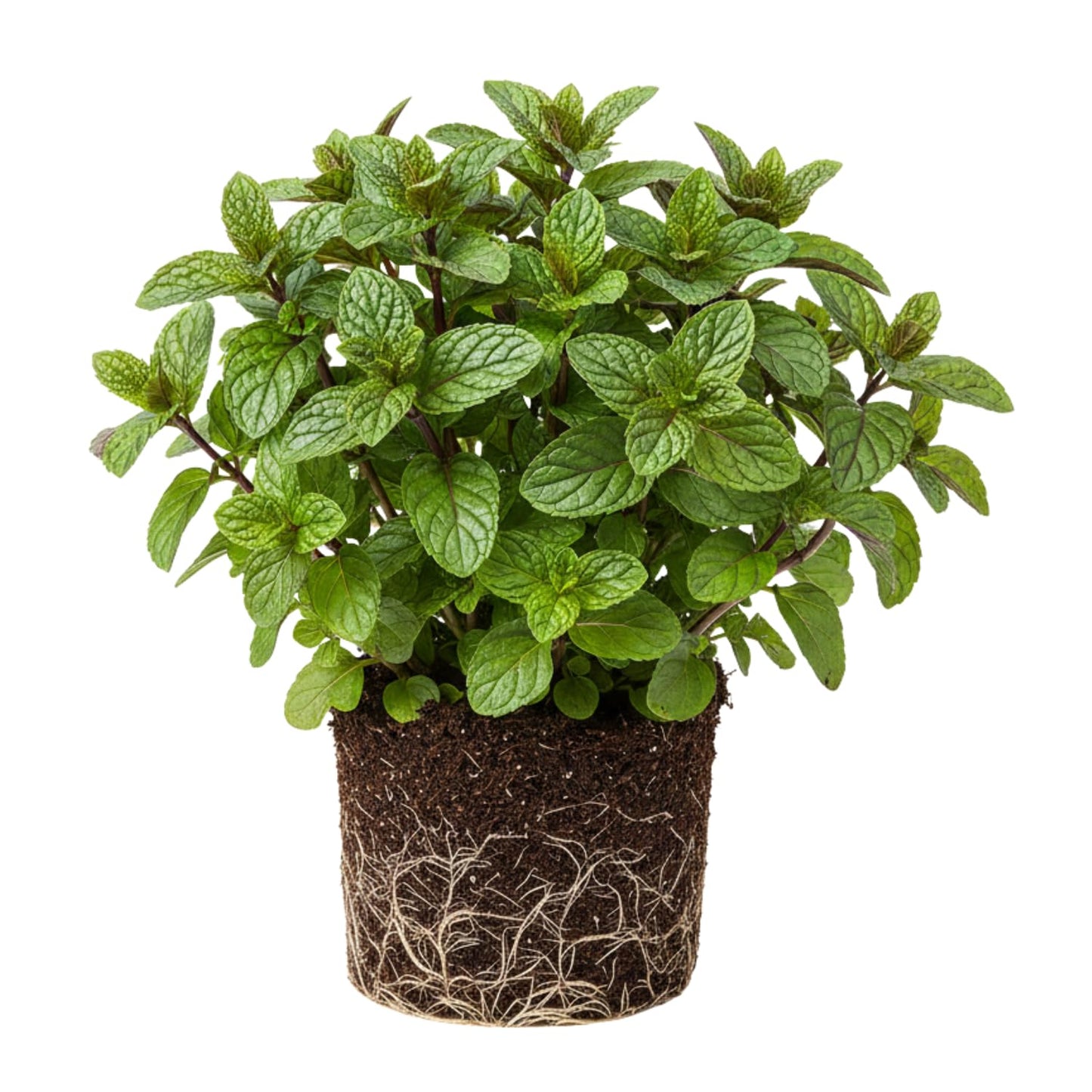 6 Random Mint Live Herb Plants, 4-6" Mixed Mint Varieties for Garden, Patio, and Container Growing