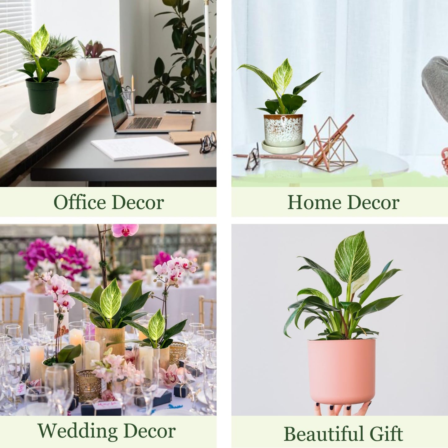 Philodendron Birkin Live Plant in 4" Pot - Philodendron Plant Live Easy to Care and Grow - Indoor Air Purifying Houseplants for Home Office Wedding Decor & Birthday Gift (Heat Pack Included)