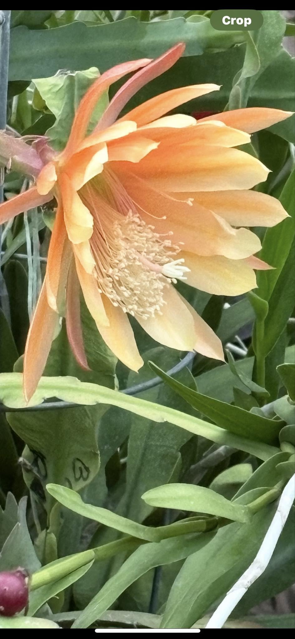 Organically Grown Fresh Stem Cuttings of Epiphyllum Orchid Cactus King Midas - Salmon Colors - Cutting About 8" ~ 10" Long with Printed Instructions