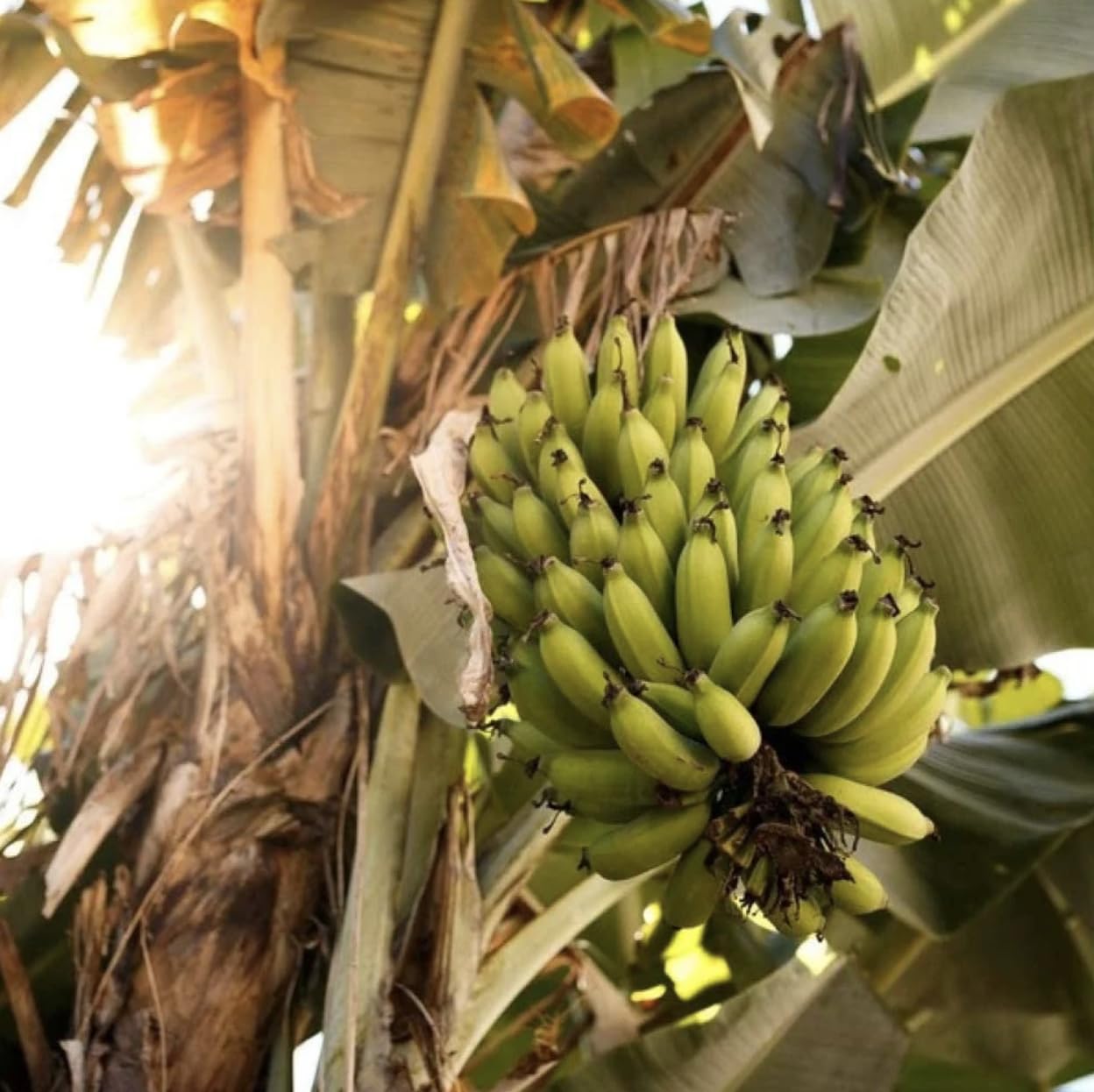 Grand Nain Banana Starter Plant - Live Banana Tree - 4-6 inches Tall (Grand Nain)