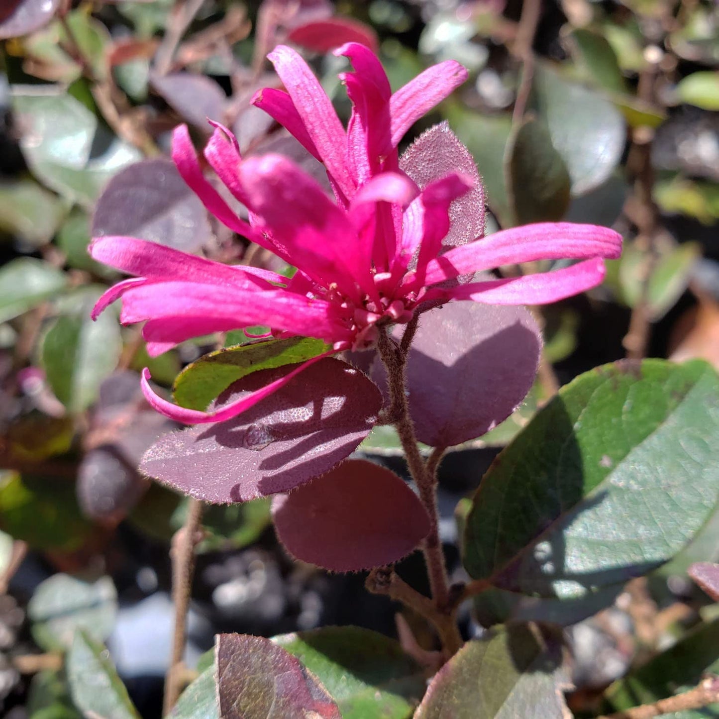Carolina Midnight Chinese Fringe Flower - Loropetalum Hybrid - Live Shrub Plant - Red Purple Leaf - Pink Flower - Emerald Goddess Gardens - Starter Sz 4 Inch Pot