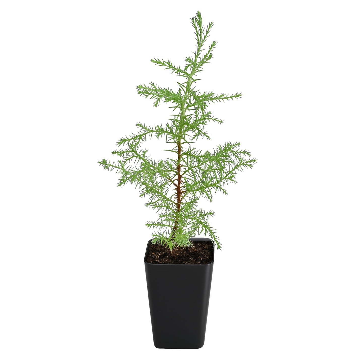 My Shelfie – Arizona Cypress Bonsai Starter Tree (Cupressus arizonica), Live Evergreen Plant for Indoor or Outdoor Bonsai Forest Garden, Home & Living Room Décor (1)