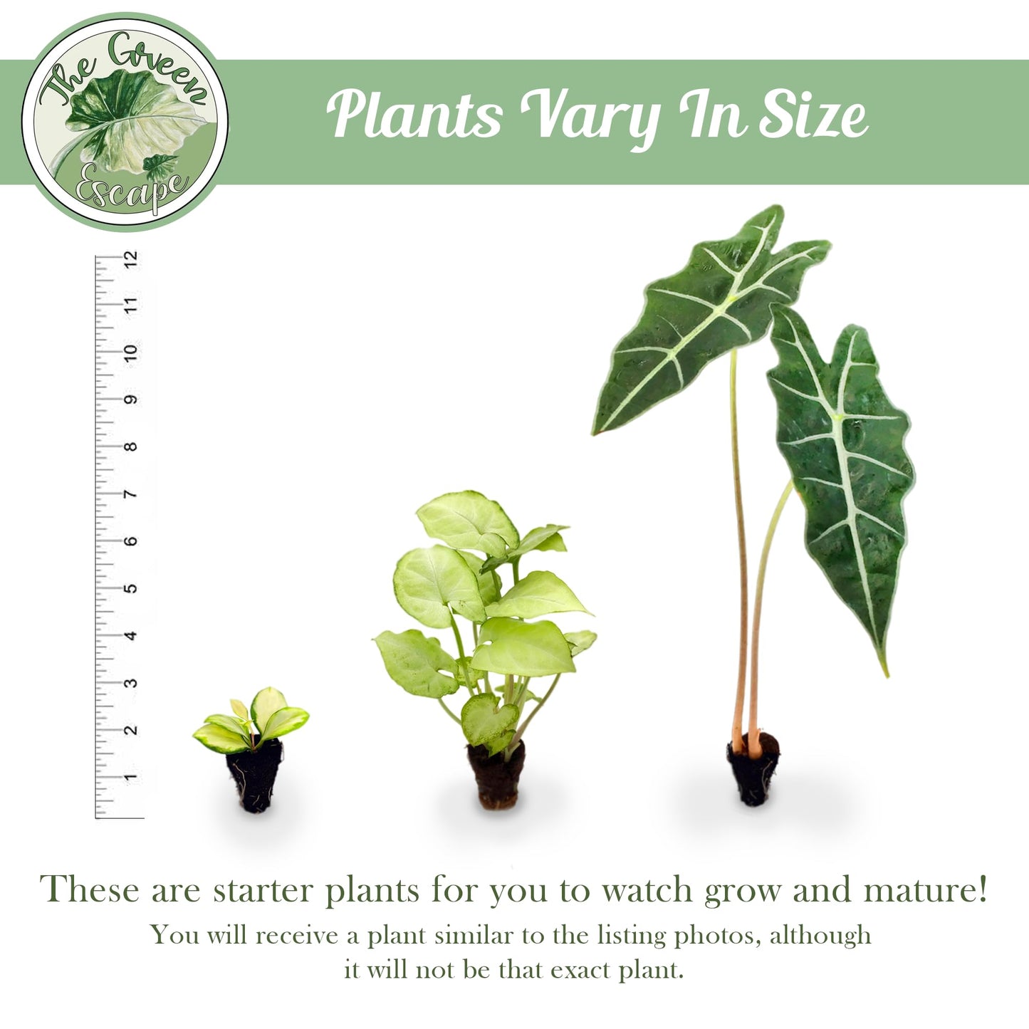 Calathea Exotica Starter Plant
