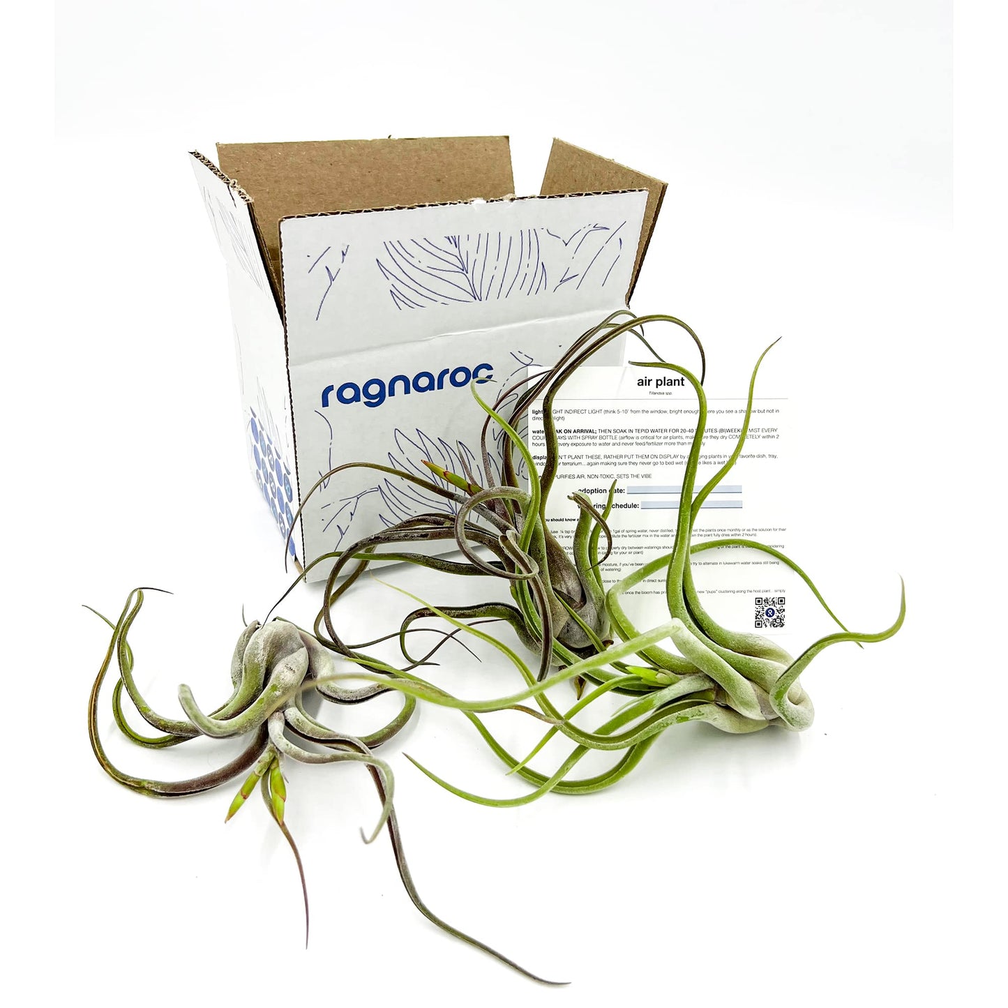 ragnaroc Air Plants - Flowering Tillandsia Caput Medusae, Large 5-7" - 3ct - Live Arrival Guaranteed - House Plants for Home Decor & Gift