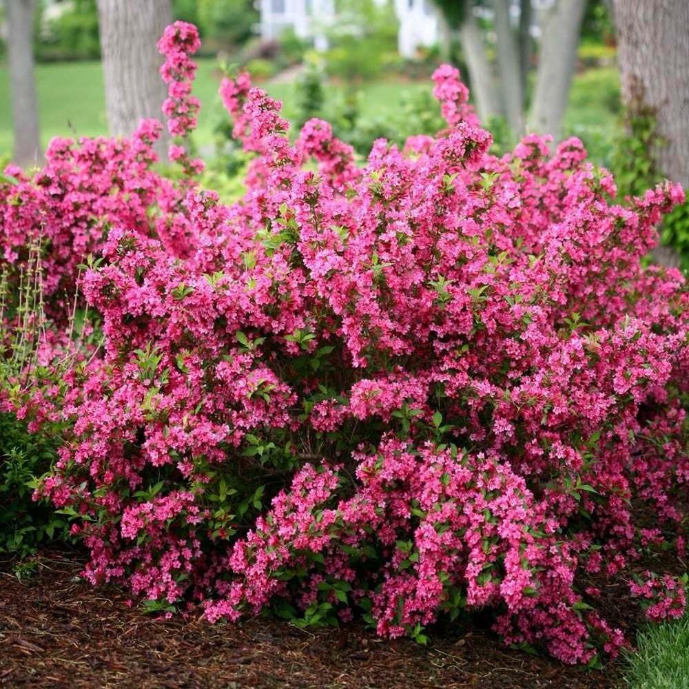Live Plant - Pink Weigela Shrub/Bush - 6-12" Tall Live Plant - Seedling in 4" Pot