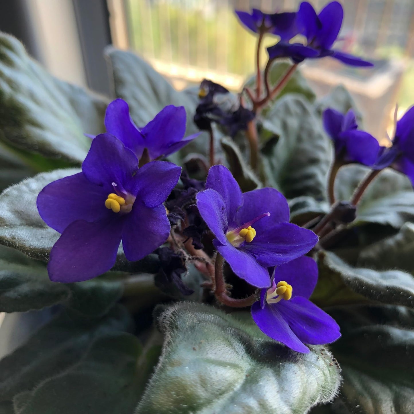African Violets Live Plant in 4 Inch Pot, Blue Blooms, Perennial Flower Houseplant African Violet Plant for Indoors Outdoor Garden