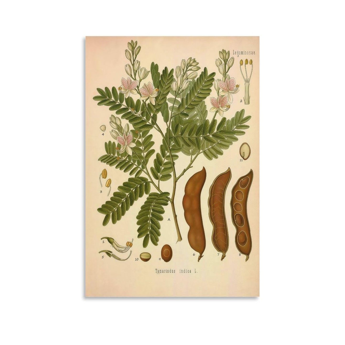 Tamarind Tree Plant Knowledge Poster Canvas Wall Art Posters For Room Aesthetic And Decor Poster For Bedroom Living Room Bathroom Kitchen Office Decor 24x36inch(60x90cm) Unframe-style