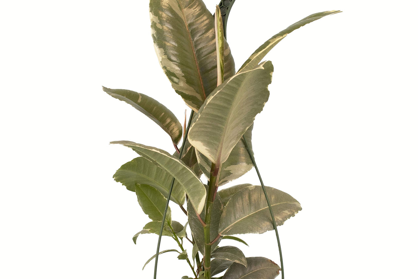 Shop Succulents | Standing Collection | Hand Selected, Air Purifying Live Elastica Tree Indoor House Plant, Rubber Plant Ficus Tinek