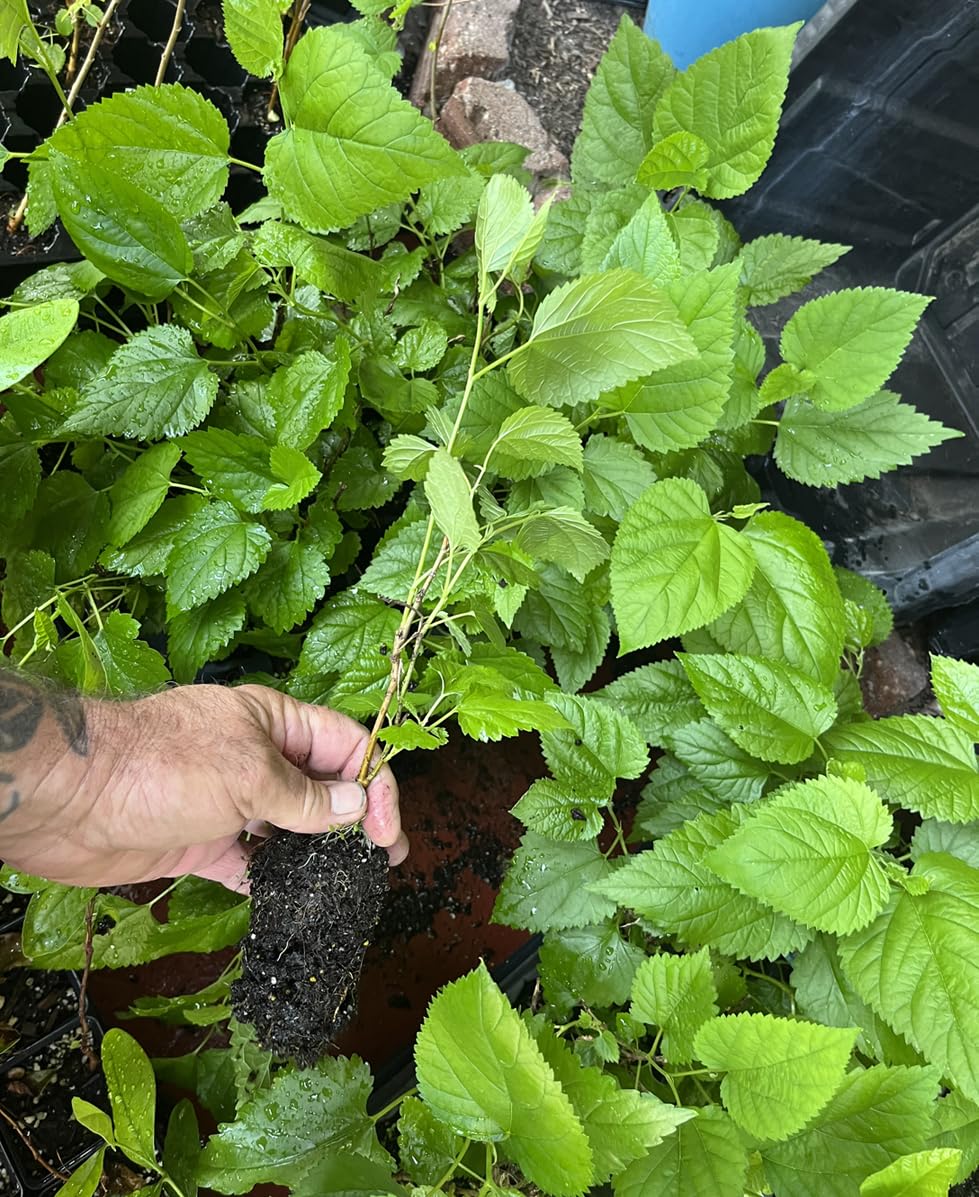 Red Mulberry Tree - Morus Rubra - Live Plant - Not Dwarf