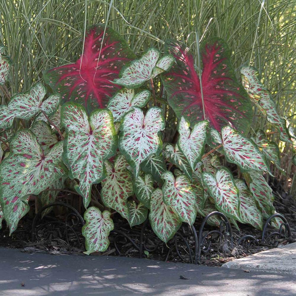 UtopiaSeeds Gingerland Caladium Bulb - Dwarf Fancy Leaf Caladium - 1 Caladium Root