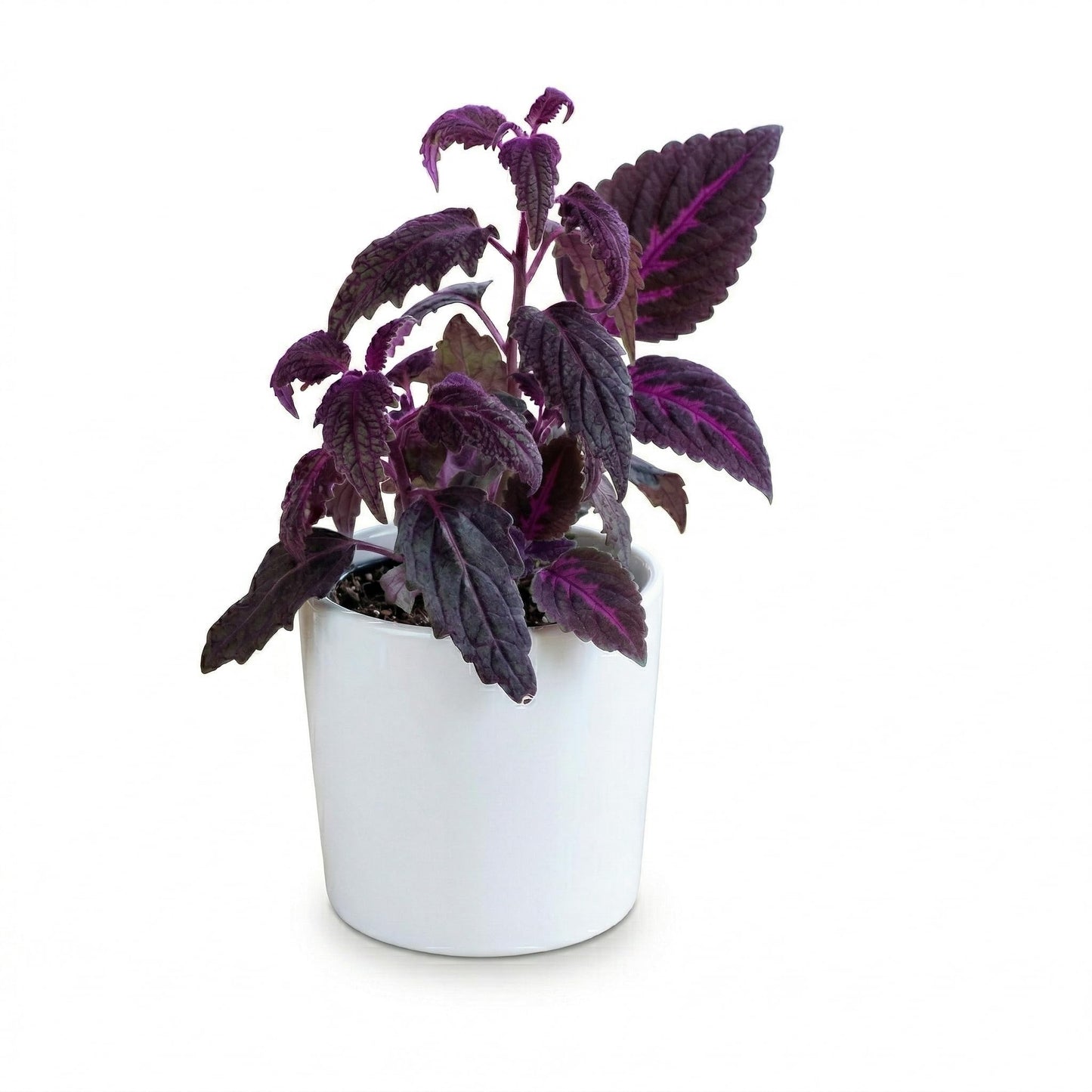 Purple Passion Plant Live Indoor Plant – 4 Inch Tall | Suitable for Home Décor & Gifts | Unique Purple Leaves, Beginner-Friendly & Compact Growth