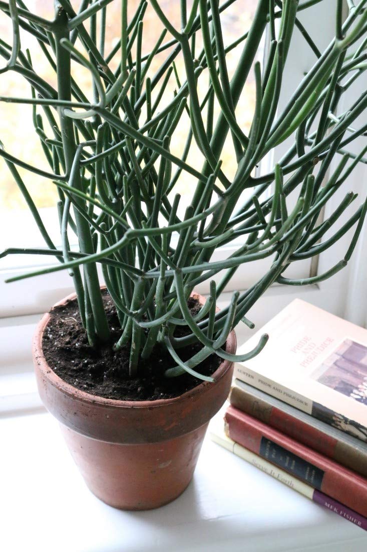 Pencil Cactus - 3 Live Plants in 4 Inch Pots - Euphorbia Tirucalli - Beautiful Indoor Succulent Houseplant