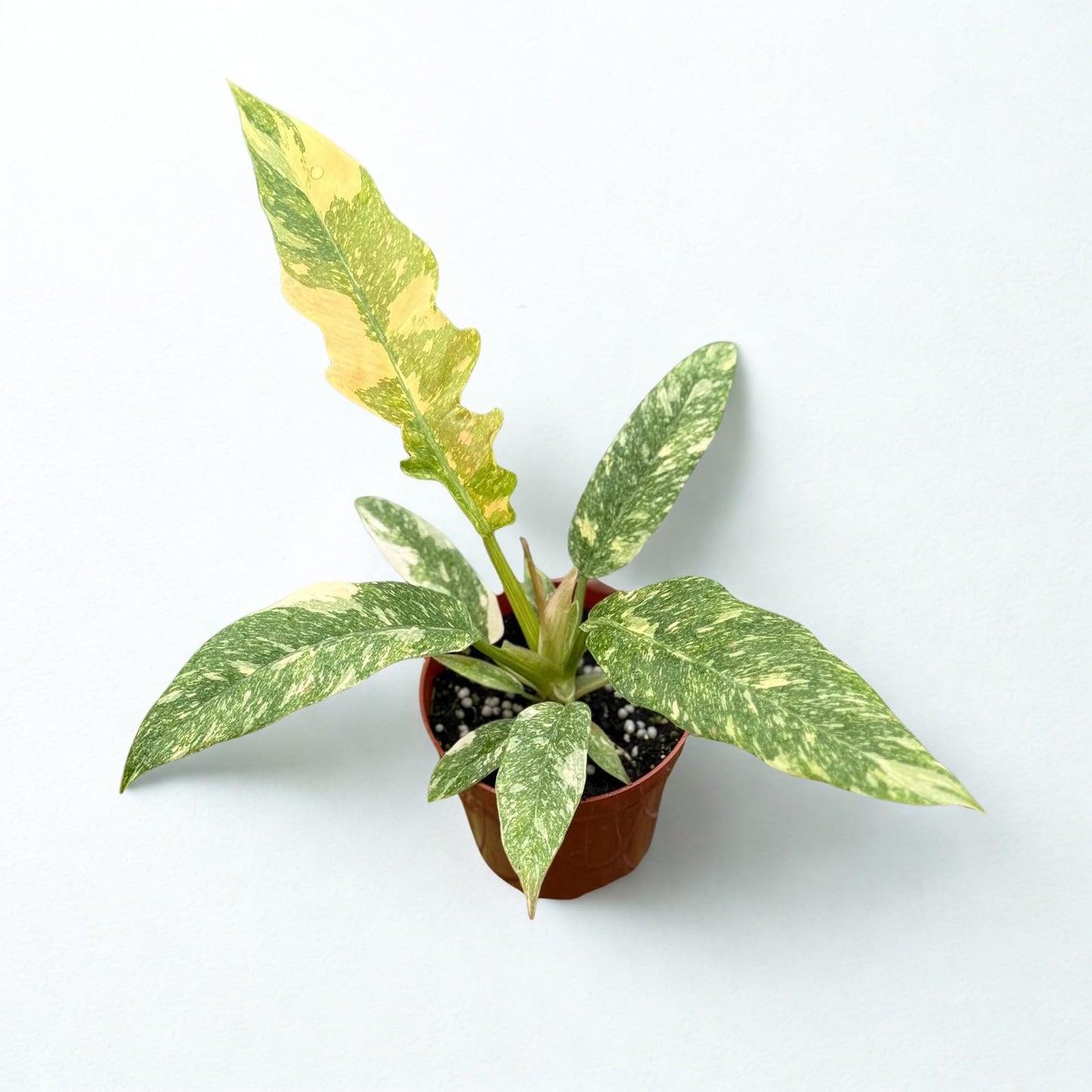 Philodendron Ring of Fire Variegated Live Plant – Rare Tropical Philodendron Starter Plant – Fully Rooted Indoor & Outdoor Decorative Houseplant – Ideal Gift for Plant Lovers (Heat Pack Included)