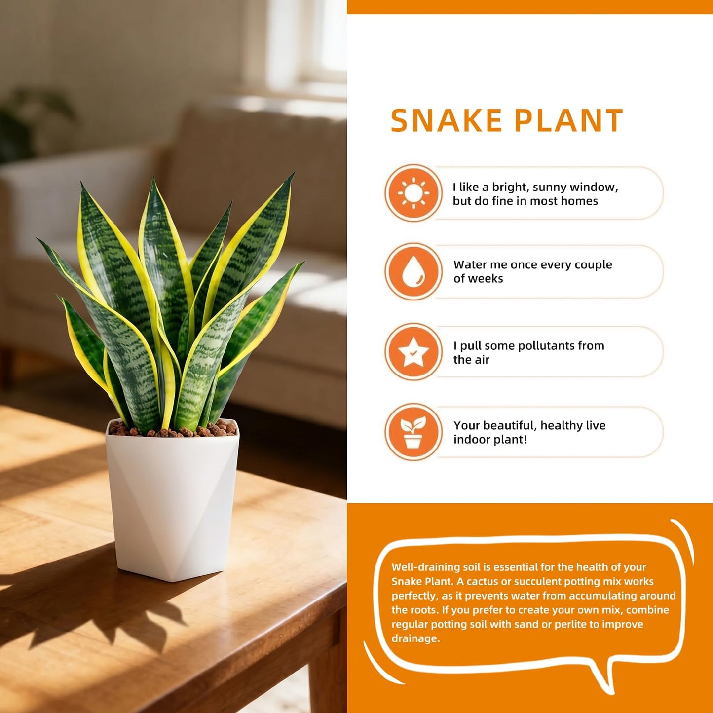 Live Snake Plant Indoor Houseplant,8-10 Inch Mother-in-Law's Tongue Live Plant in Decorative Pot, Easy to Maintain Indoor Succulent Houseplant,Air Purifying Easy Care Succulent