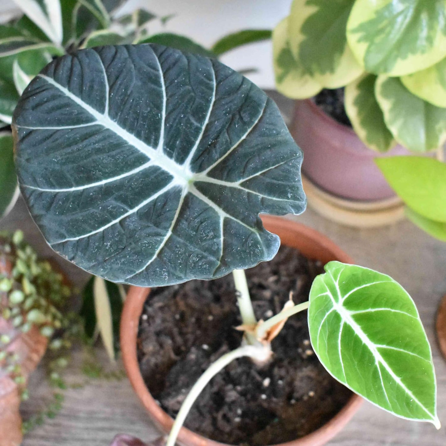 2 Alocasia Black Velvet Live Plants, Black Alocasia Live Plant Indoor Houseplant, Rare Alocasia Plant, No Pot