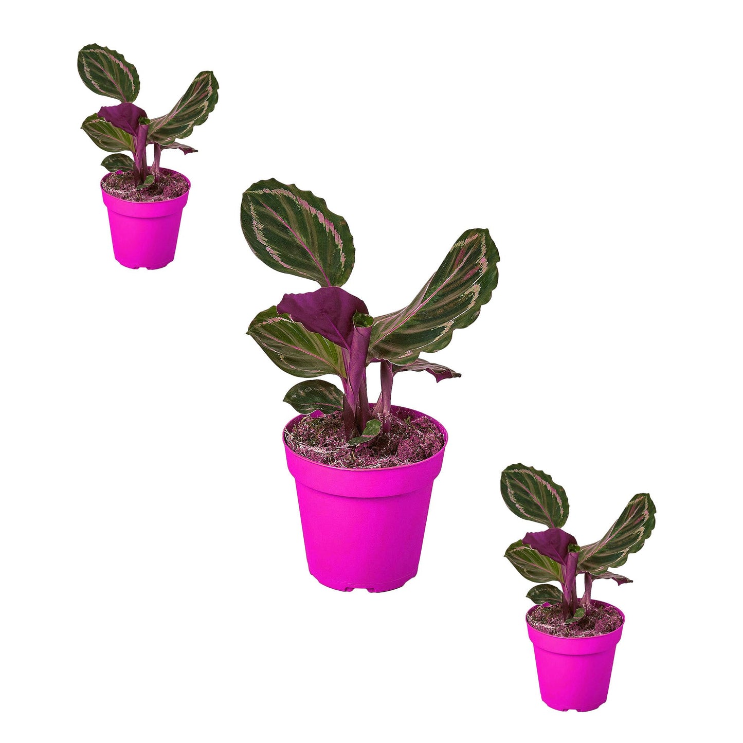 3 Pack Calathea Roseopicta 'Medallion' in 4in Pot - Live Plants Tropical Houseplants | Variegated | USA Growers | The Snobby Leaf