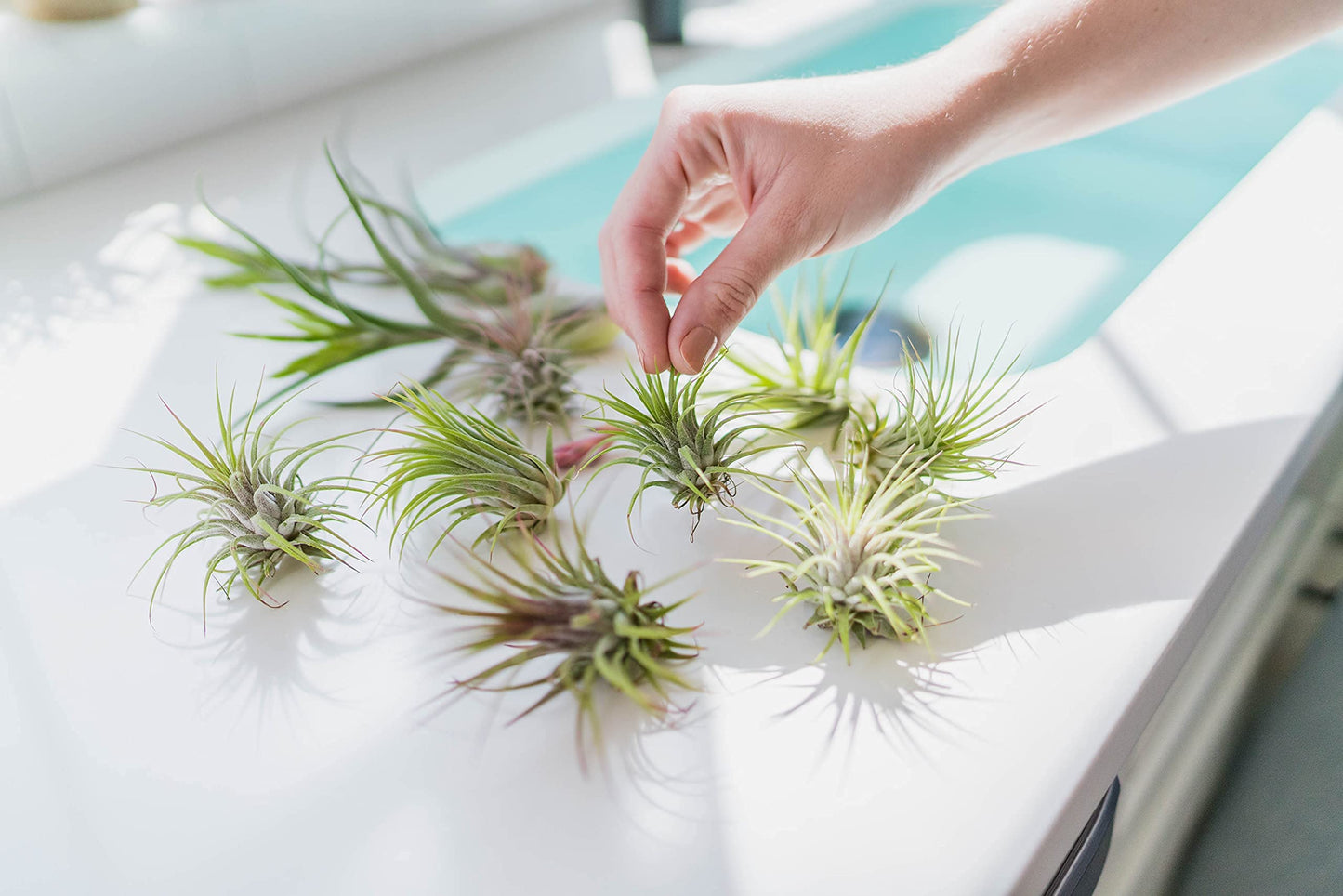 10 Pack Air Plant Green Abdita Brachycaulos Tillandsia - Available in Wholesale and Bulk - Live Succulent House Plants – Home and Garden Decor - Easy Care Indoor/Outdoor Air Plants