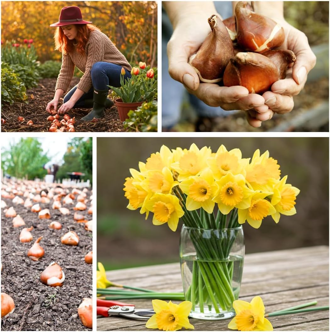 Supreme Pink Daffodil Mix Bulbs for Planting - Easy to Grow Perennial Flowers for Garden or Containers (10 Bulbs)