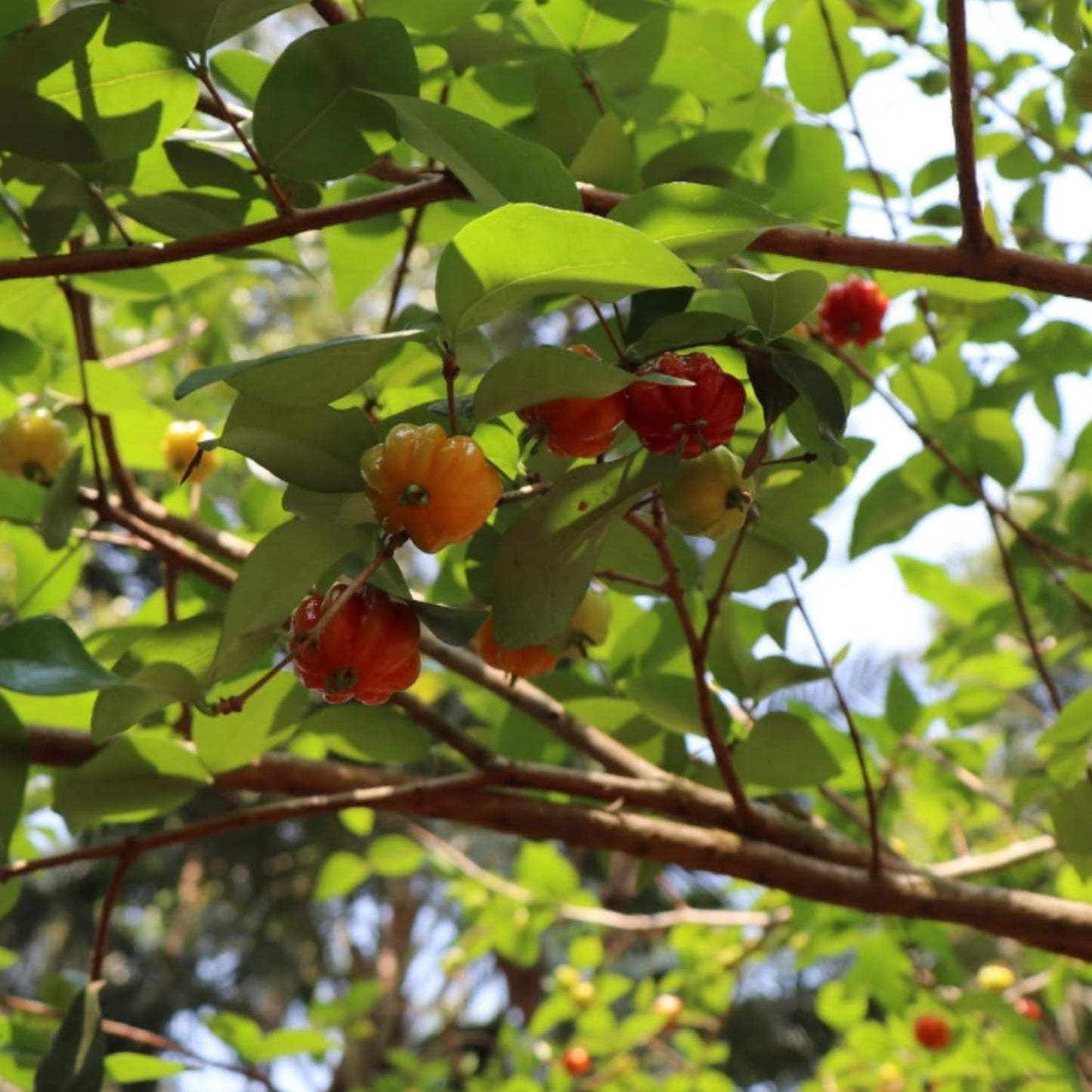 Surinam Cherry Live Plants, Sweet Fruit Tree, Cherry Bush 4-6'' Tall, Edible Fruit Tree for Garden Planting
