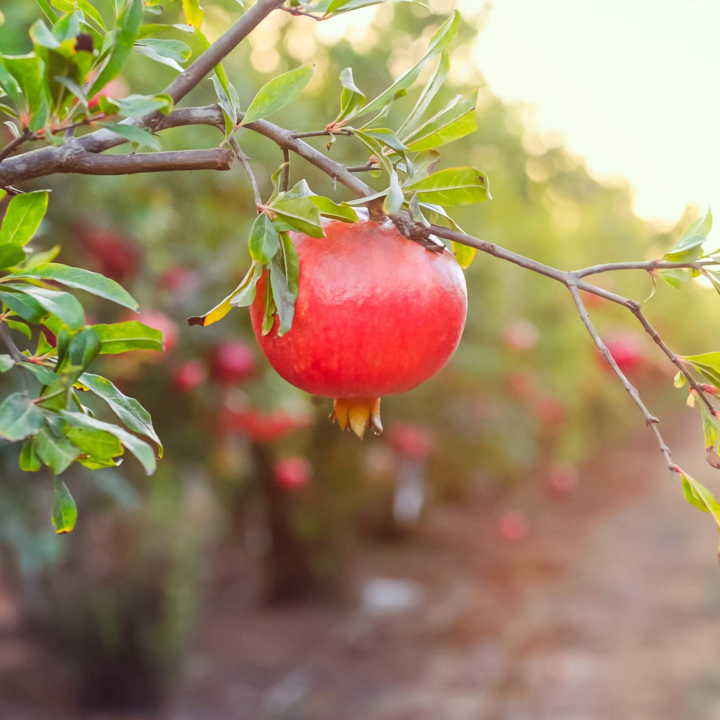 Wonderful Pomegranate 2 Gallon