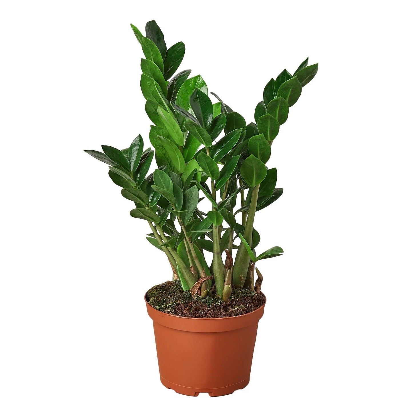 6 Pack Zamioculcas Zamiifolia ZZ in 4in Pot - Live Plants Tropical Houseplants | Variegated | USA Growers | The Snobby Leaf
